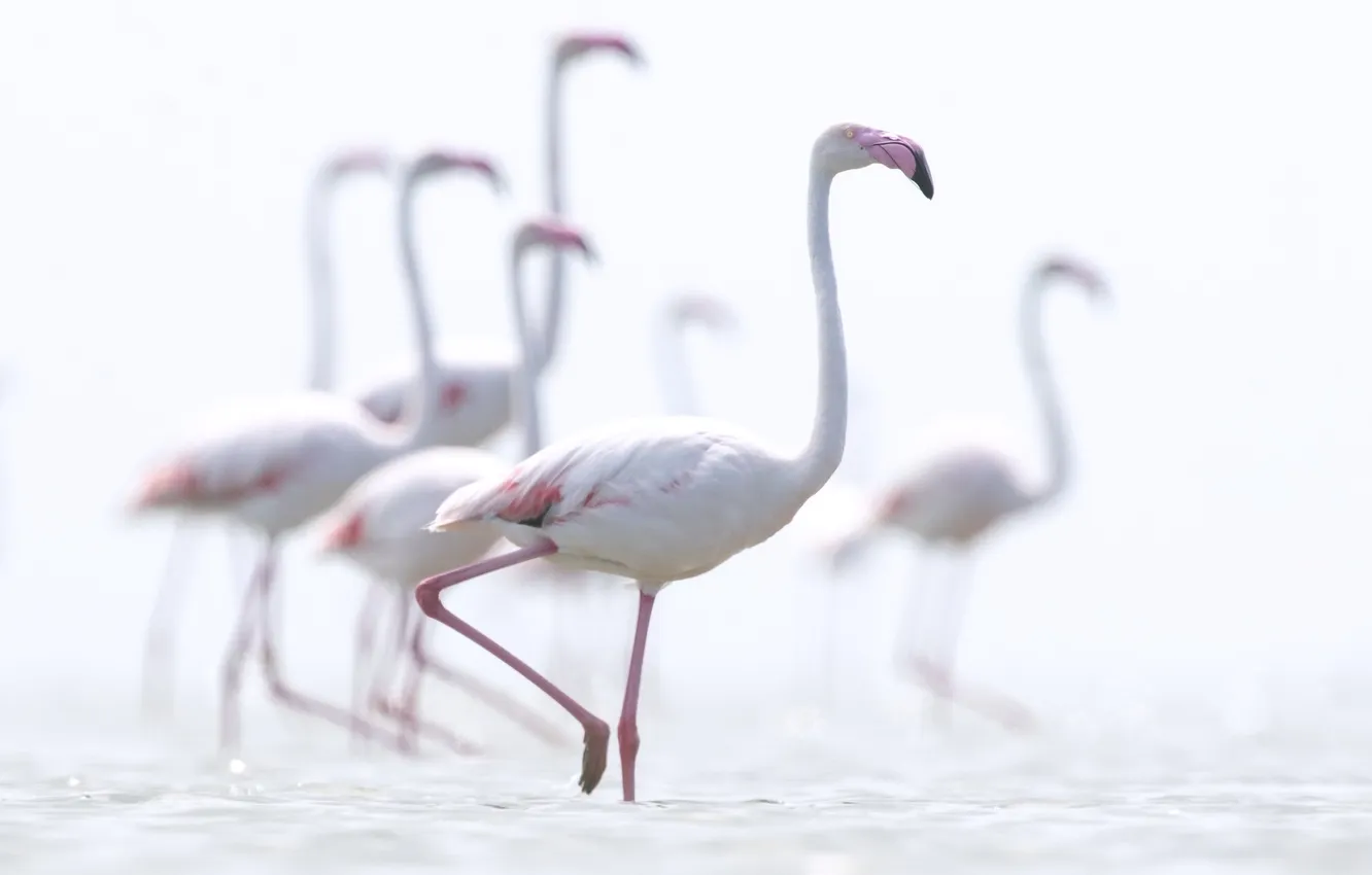 Photo wallpaper nature, bird, Flamingo