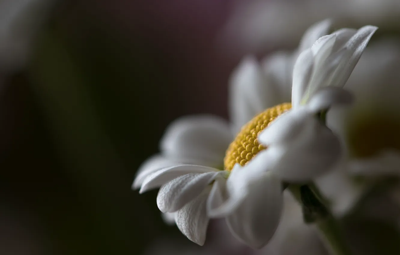 Photo wallpaper macro, chamomile, bokeh