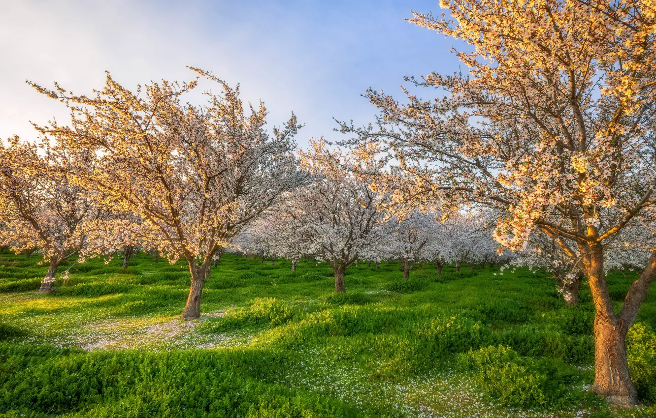 Photo wallpaper greens, the sky, light, trees, flowers, branch, glade, spring