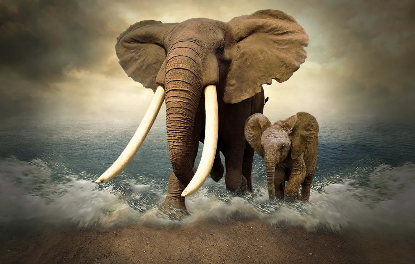 Photo wallpaper sea, elephant, photoshop, tusks, elephant