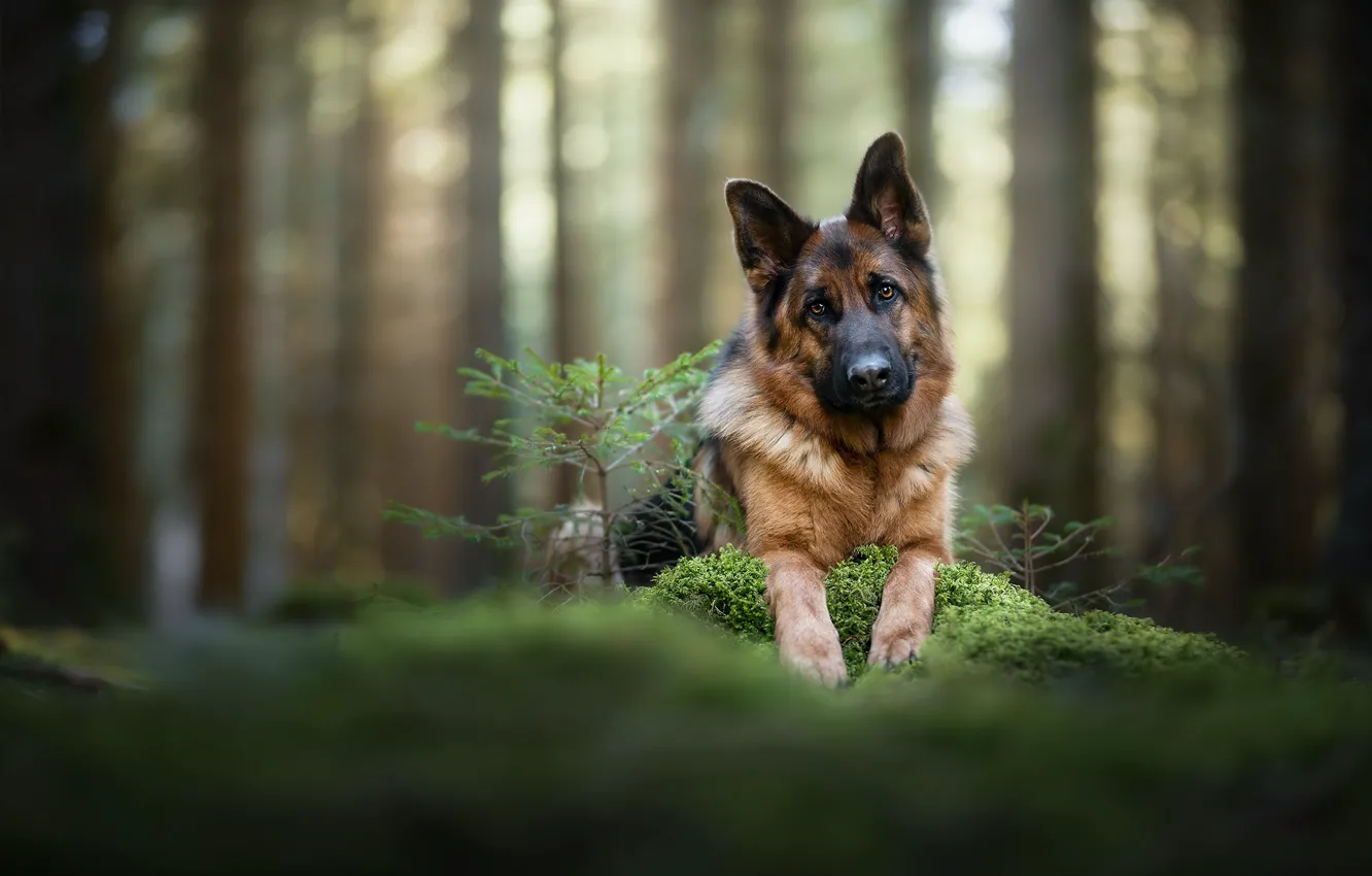 Photo wallpaper forest, each, dog