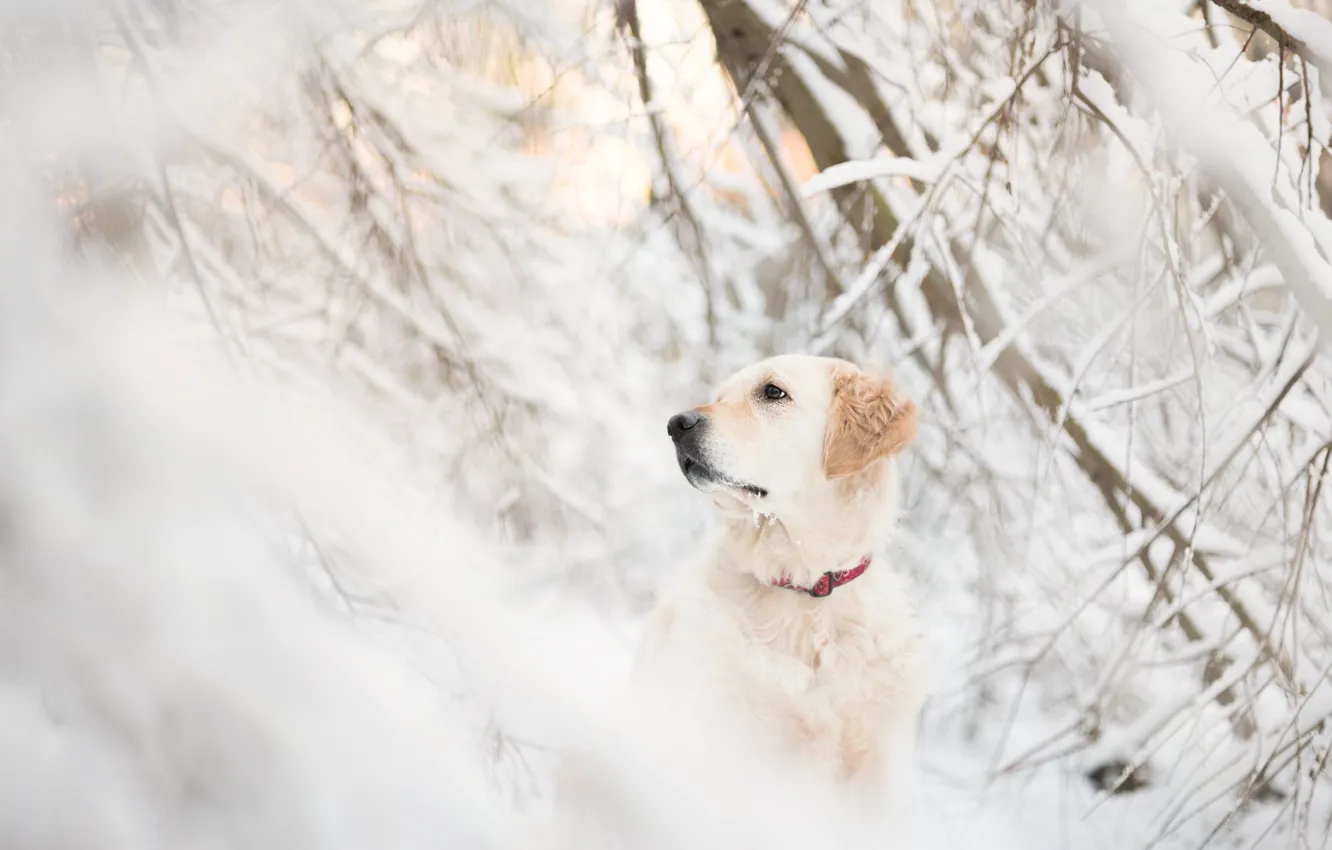Photo wallpaper winter, face, snow, branches, dog, Retriever