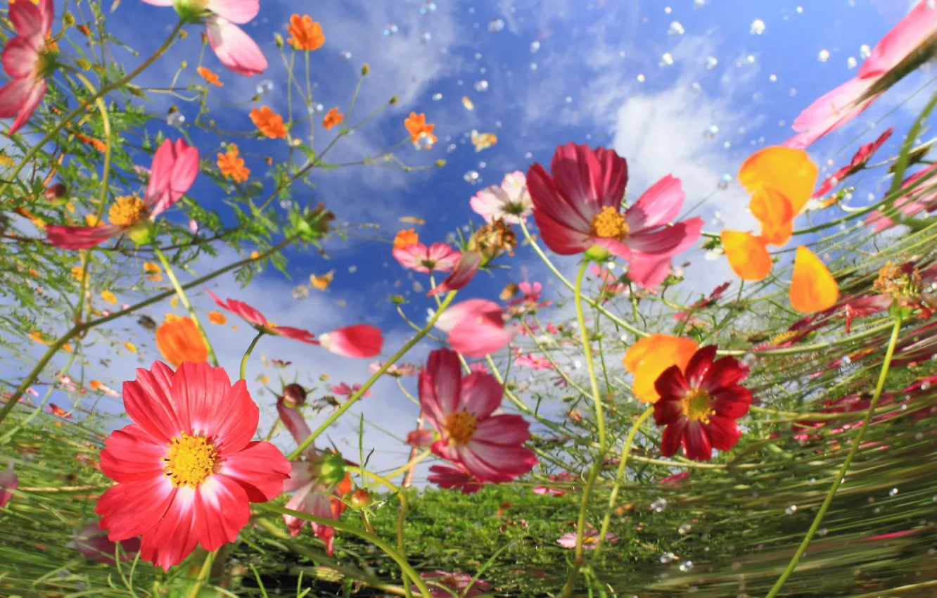 Photo wallpaper the sky, flowers, kosmeya, cosmos