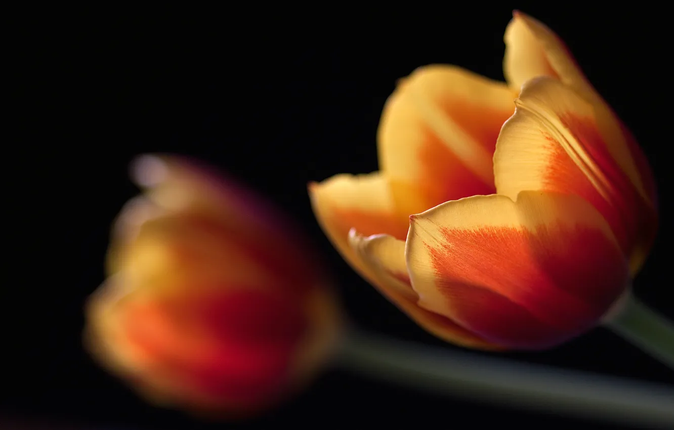 Photo wallpaper macro, black, tulips