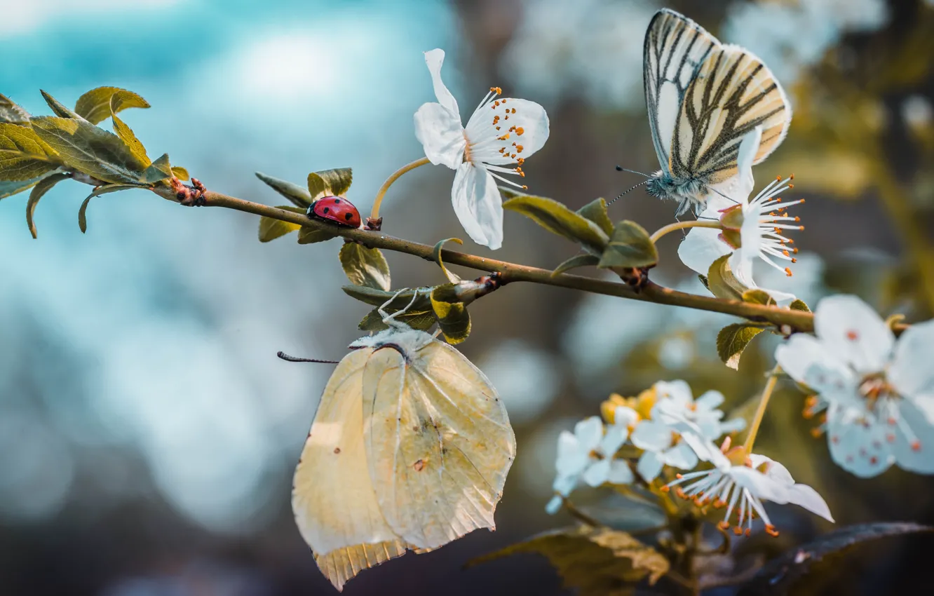 Photo wallpaper butterfly, branch, spring, flowering
