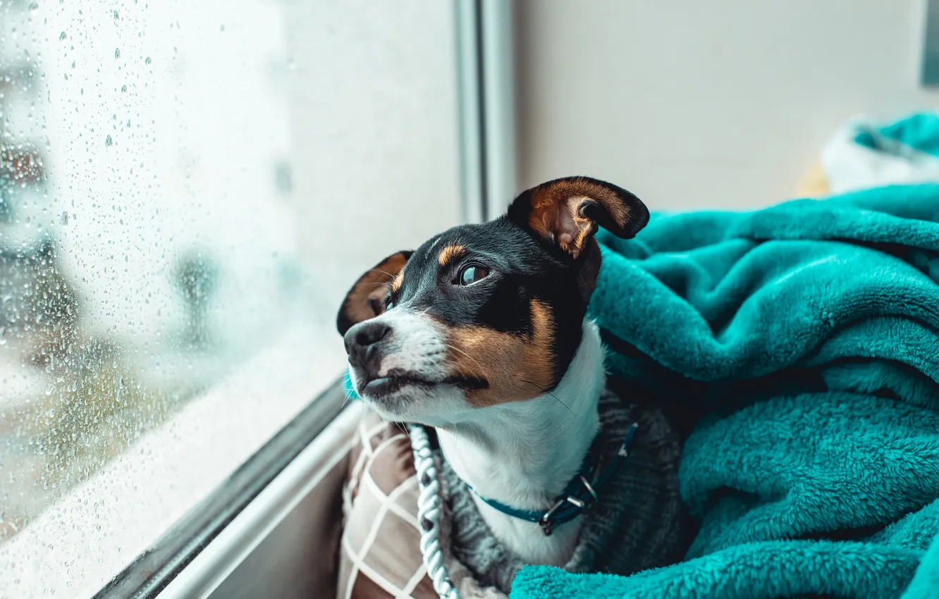 Photo wallpaper sadness, autumn, look, glass, drops, pose, rain, frame