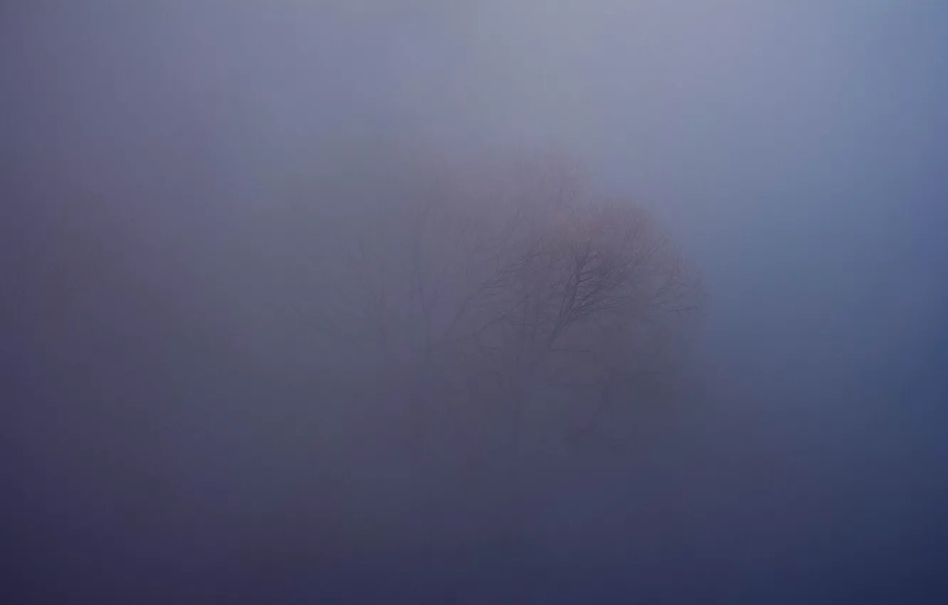 Photo wallpaper winter, fog, frost