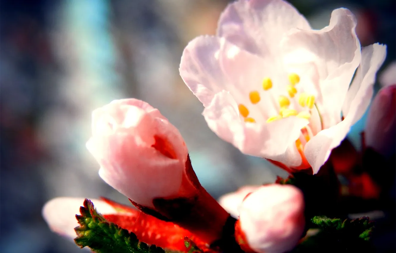 Photo wallpaper flowers, nature, cherry, spring, Sakura, flowering, flower, sakura