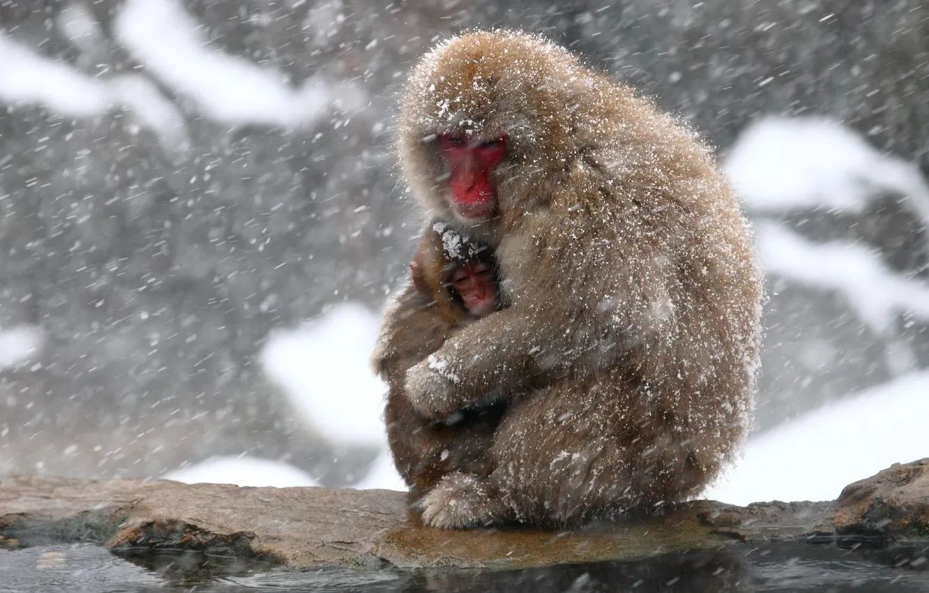 Photo wallpaper nature, background, Japan, Nagano, Snow Monkey