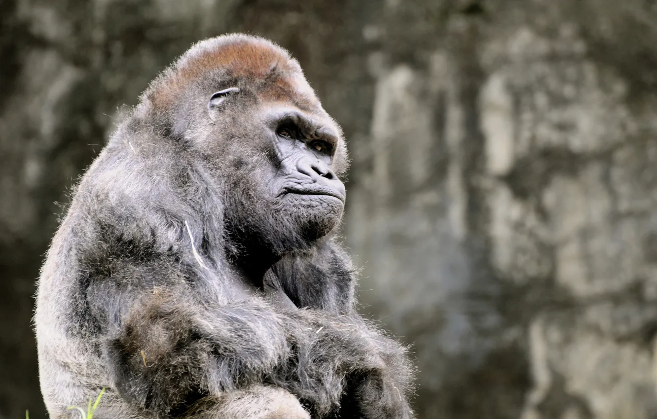 Photo wallpaper animal, gorilla, thought