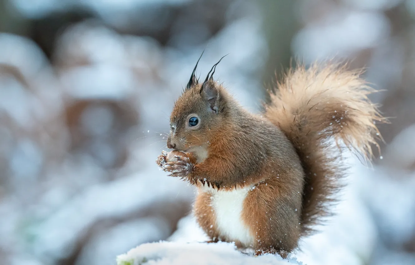 Photo wallpaper nuts, pose, look, snow, winter, nature, protein, bokeh