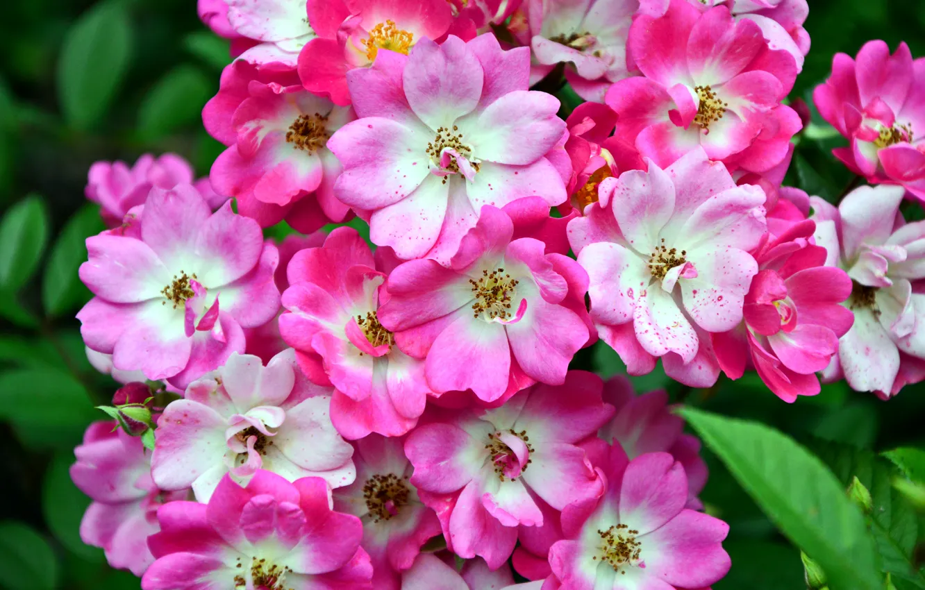 Photo wallpaper flowers, photo, closeup, flowering trees