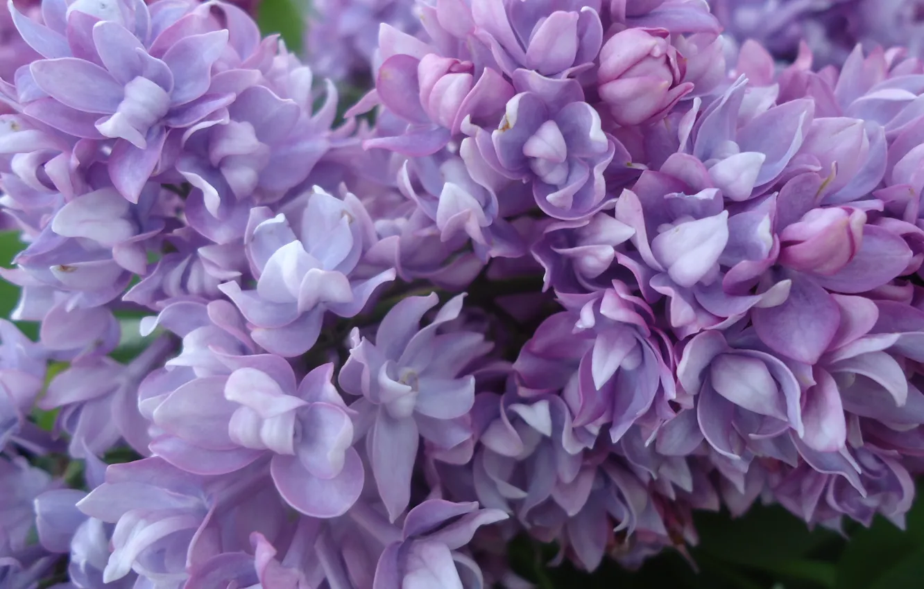 Photo wallpaper purple, flowers, lilac