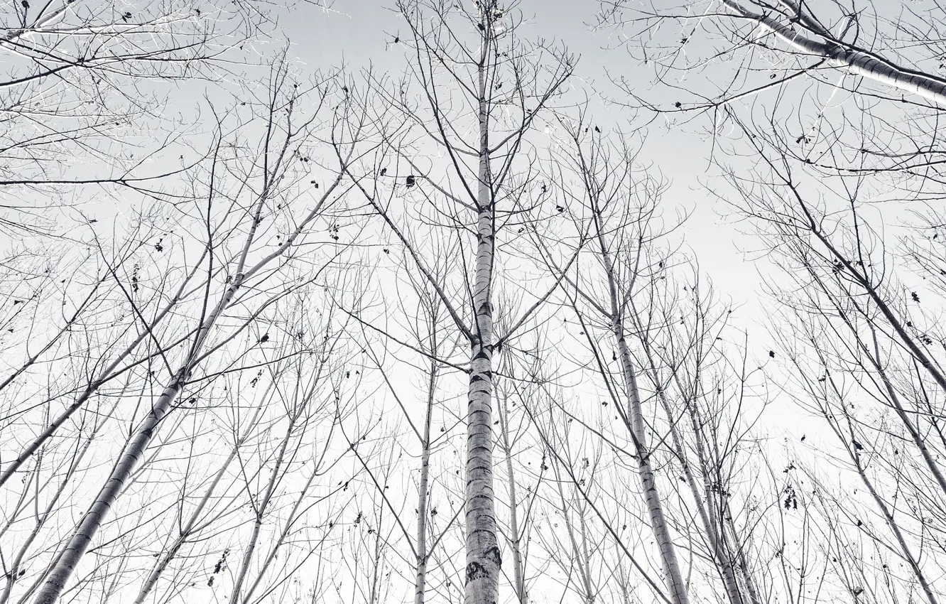 Photo wallpaper trees, nature, birch