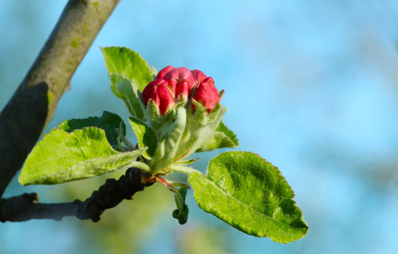Photo wallpaper spring, twig, flower bud