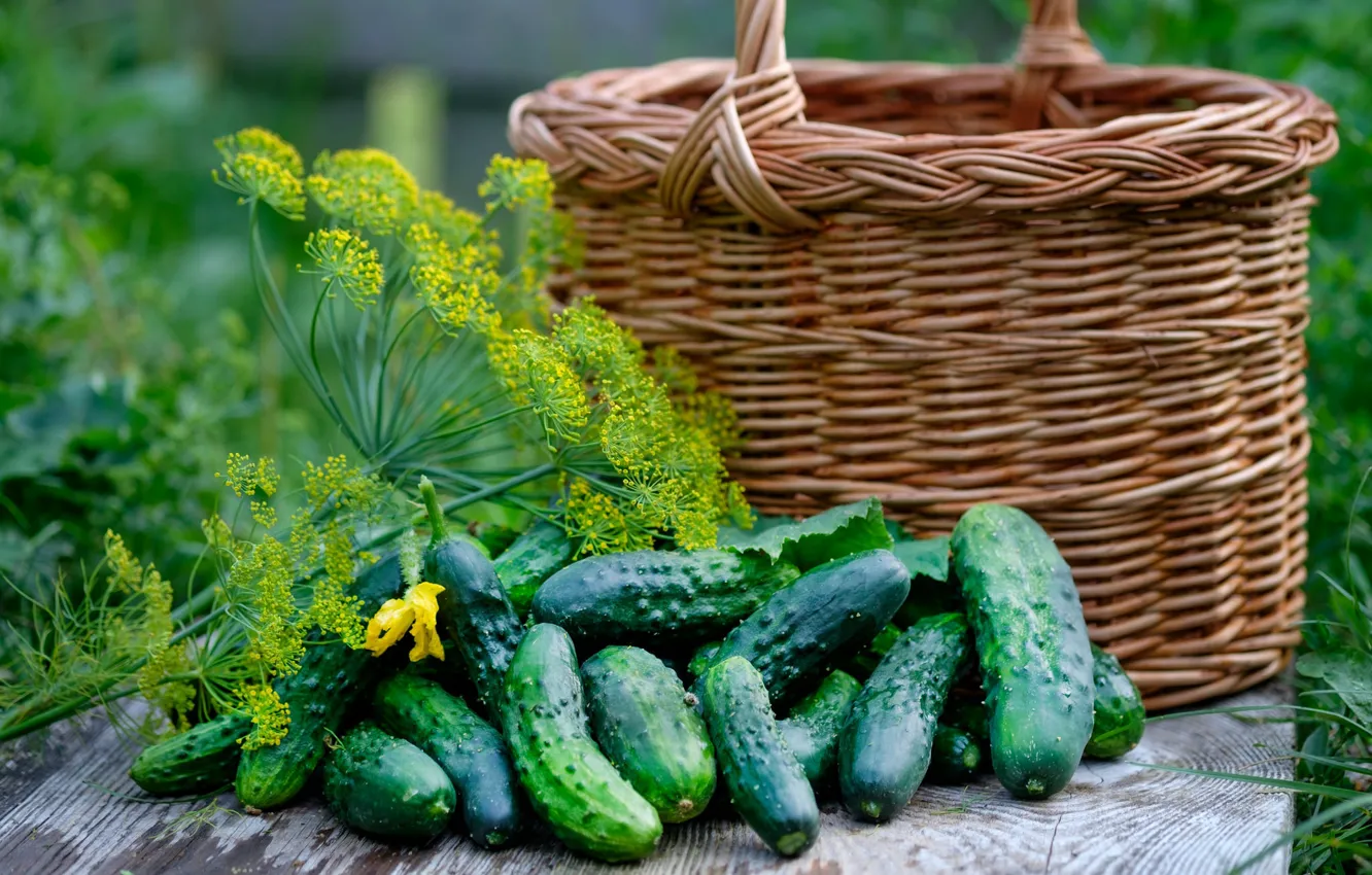 Photo wallpaper basket, dill, cucumbers
