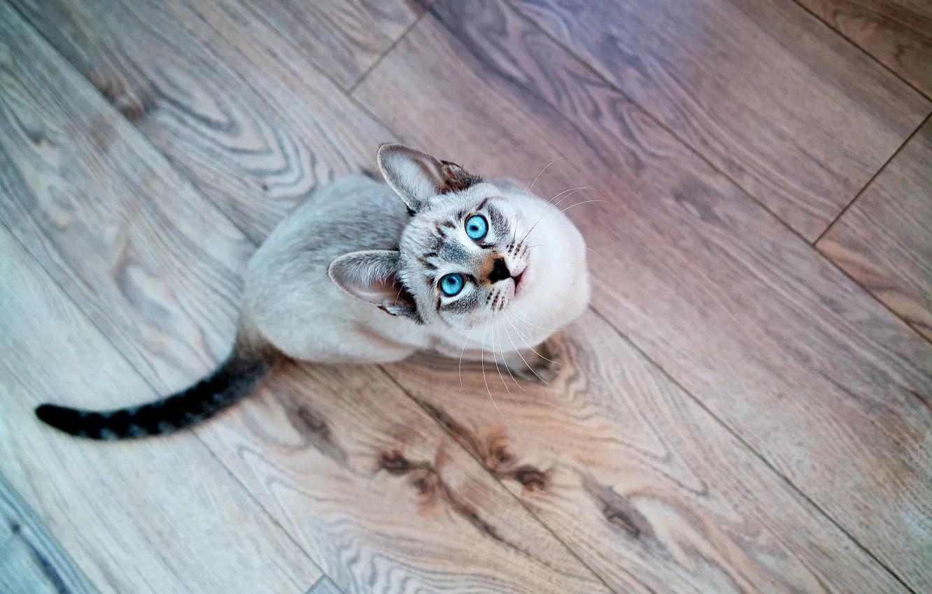 Photo wallpaper cat, look, Cat, muzzle, blue eyes, Siamese