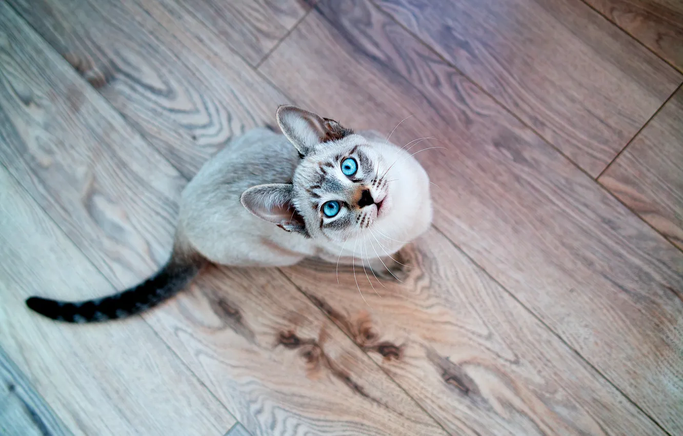Photo wallpaper cat, cat, look, muzzle, blue eyes, Siamese