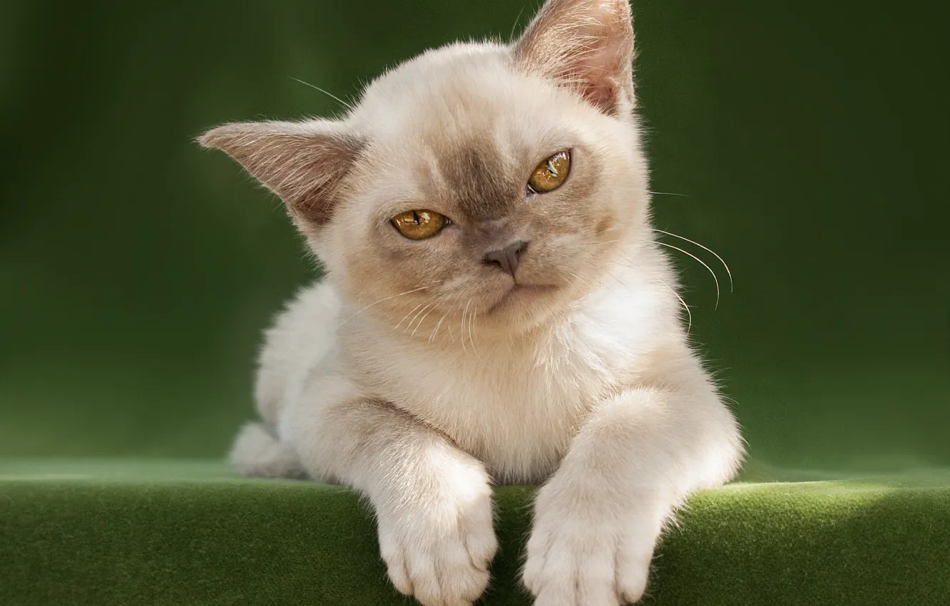 Photo wallpaper cat, look, pose, kitty, face, Gremlins, Oriental, Oriental cat