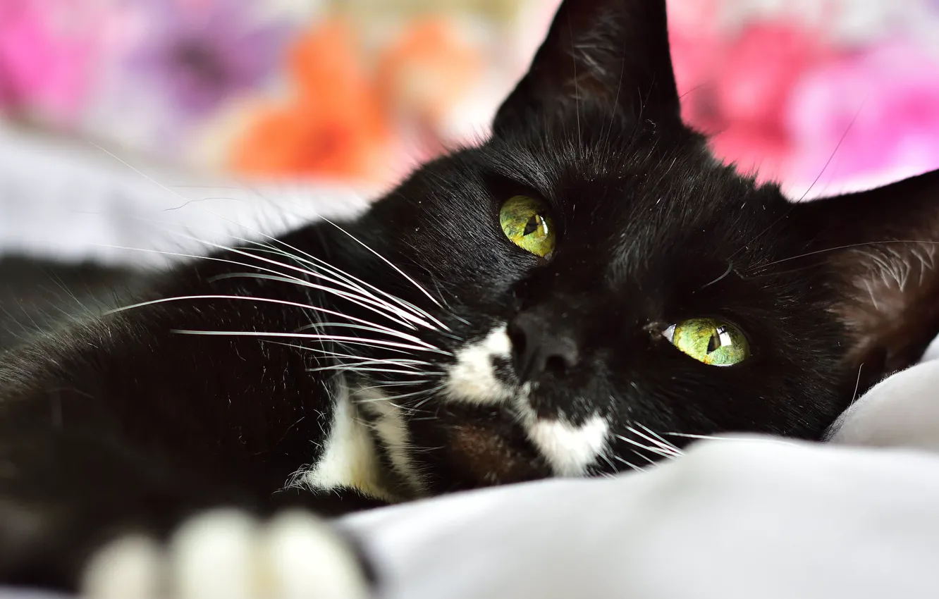 Photo wallpaper cat, cat, look, face, black, portrait, lies, green eyes