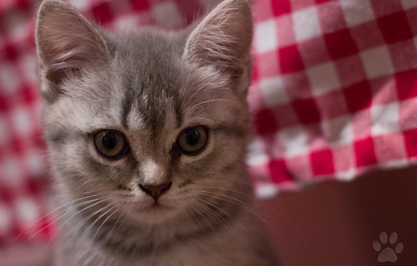 Photo wallpaper cat, background, animal, widescreen, Wallpaper, wallpaper, beast, kitty