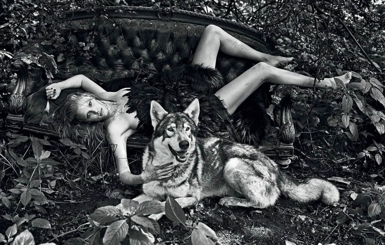 Photo wallpaper sofa, wolf, art, blonde, licking, black and white, Lara Stone