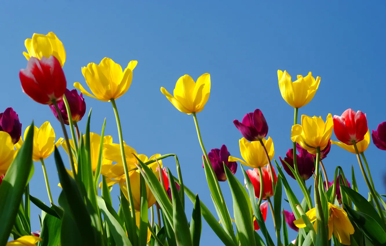 Photo wallpaper field, summer, the sun, flowers, colorful, tulips, summer, field