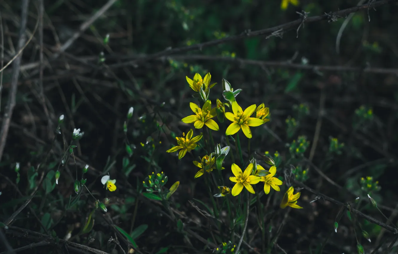 Photo wallpaper macro, crocuses, flowering