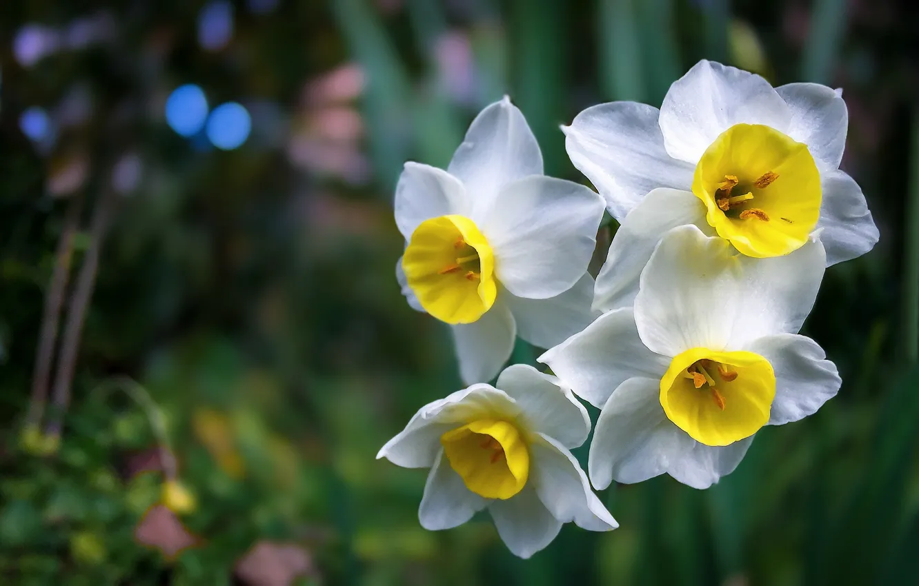 Photo wallpaper macro, white, daffodils, bokeh