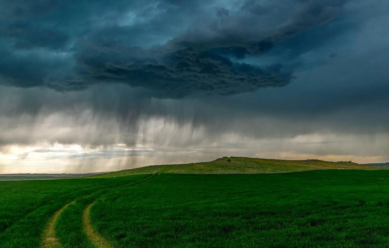 Photo wallpaper field, summer, rain