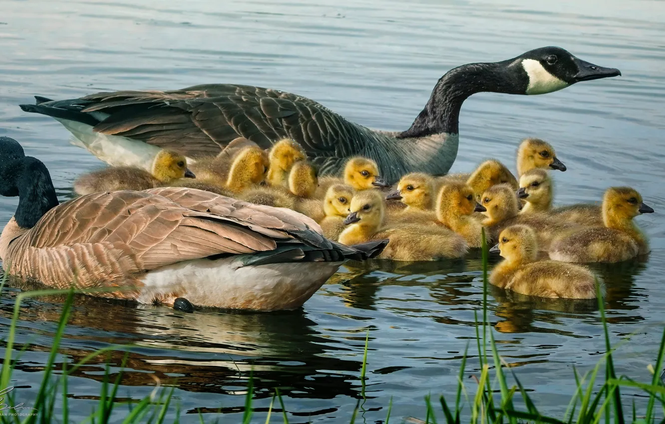 Photo wallpaper bird, family, pair, mom, Chicks, pond, a lot, swimming