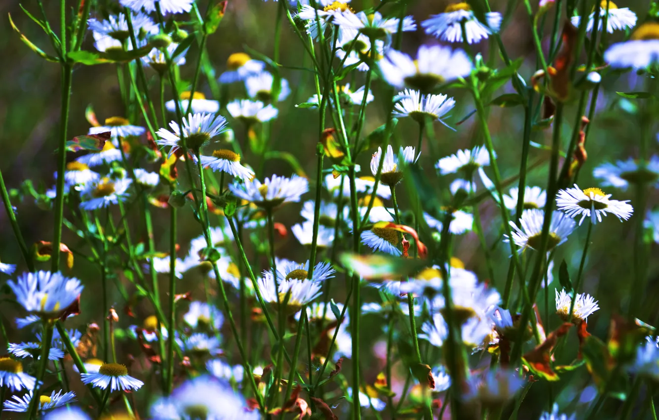 Photo wallpaper field, flowers, chamomile