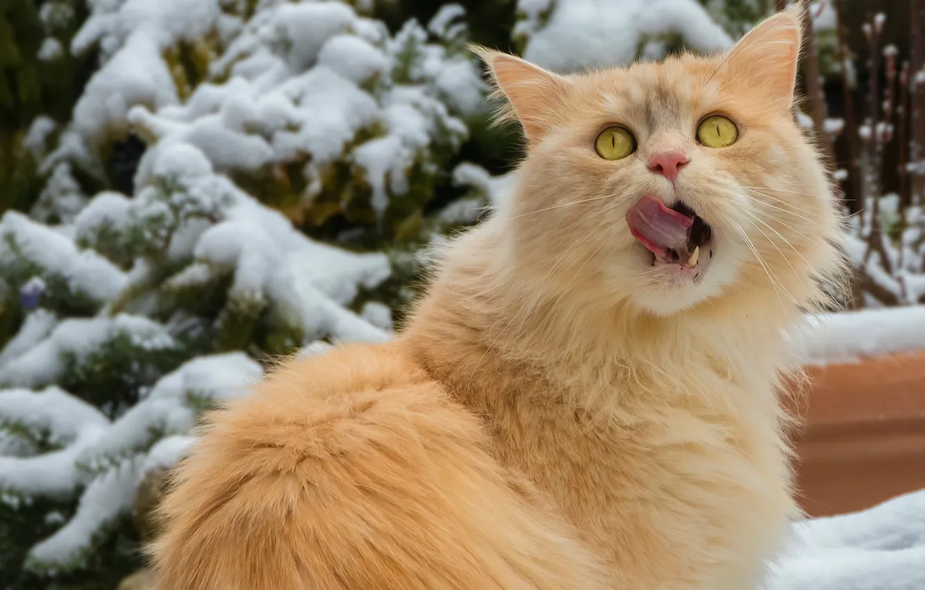 Photo wallpaper winter, licked, looking up, red cat