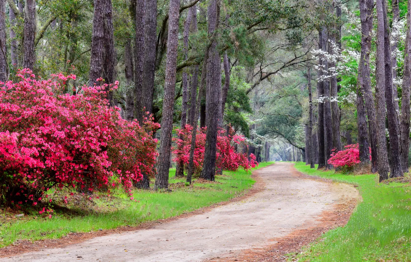 Photo wallpaper grass, trees, Park, USA, alley, the bushes, South Carolina, Magnolia park