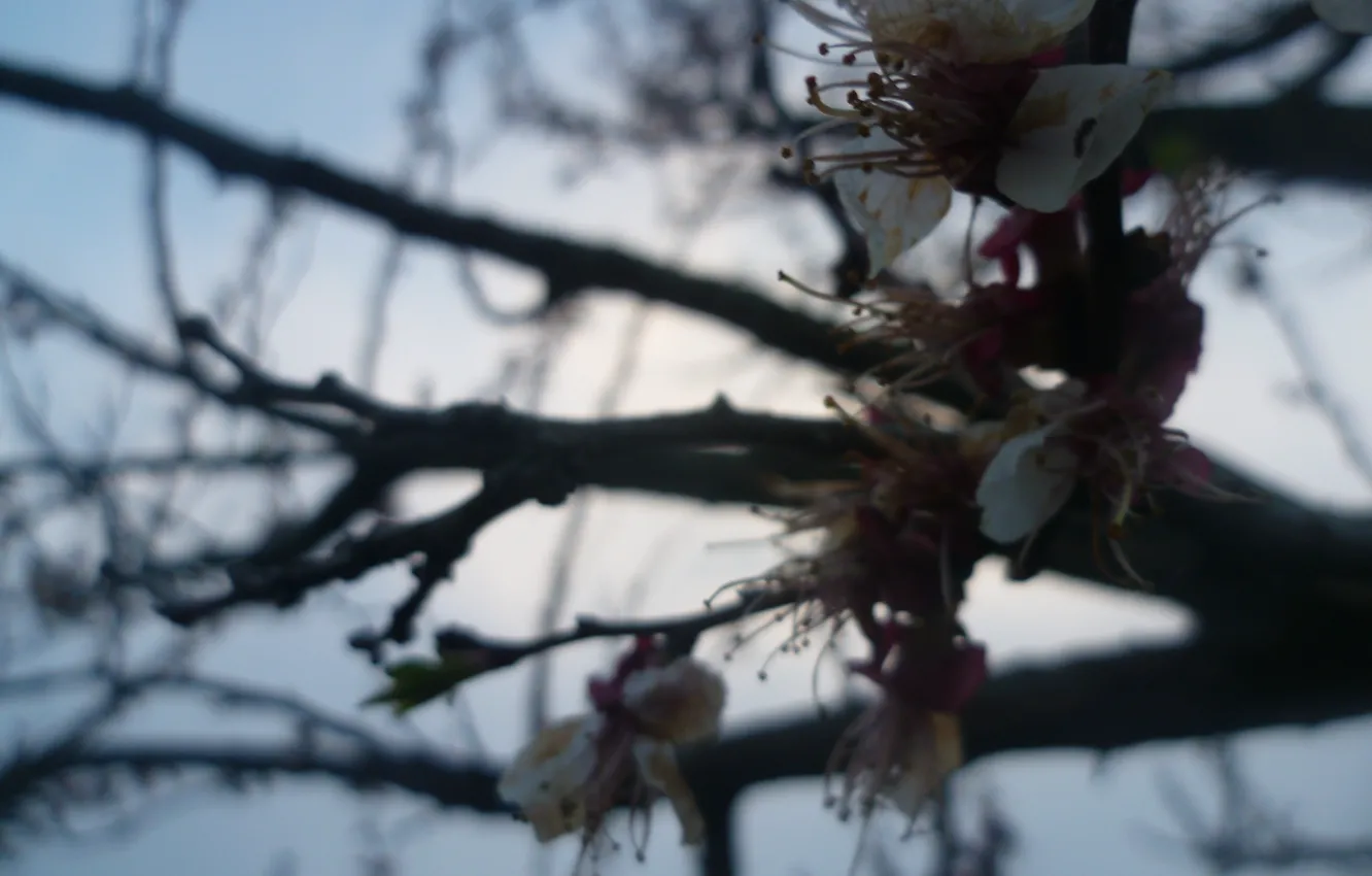 Photo wallpaper trees, flowers, spring, apricots