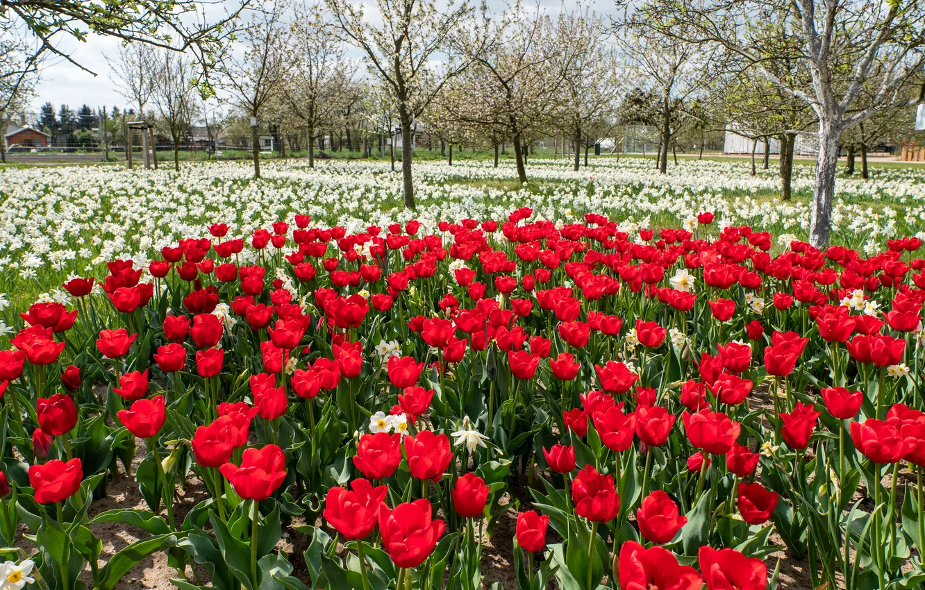 Photo wallpaper trees, flowers, red, glade, spring, tulips, white, flowerbed