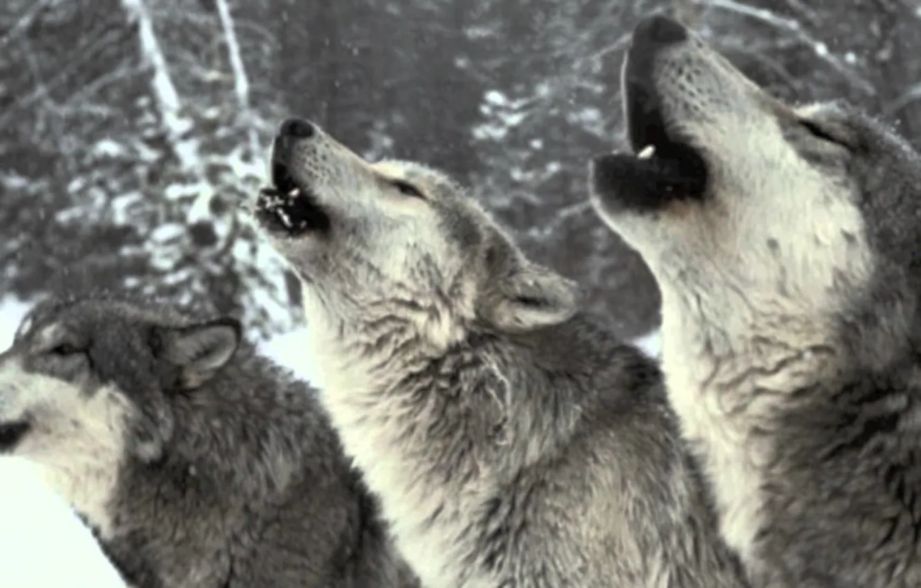 Photo wallpaper howling, Predators, Wolfpack, wollves