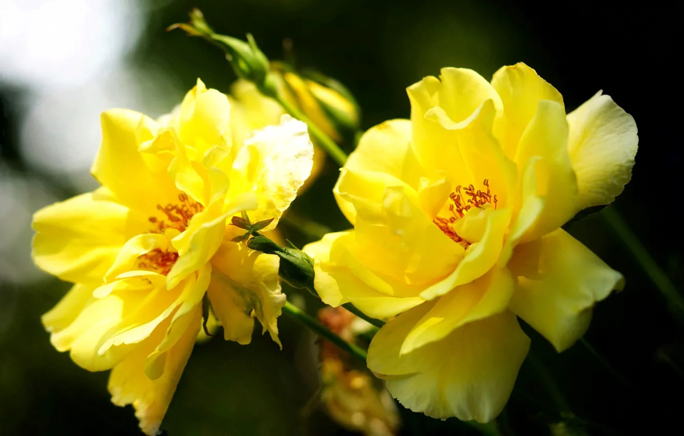 Photo wallpaper flowers, yellow, nature, heat, mood, beauty, spring, yellow flowers
