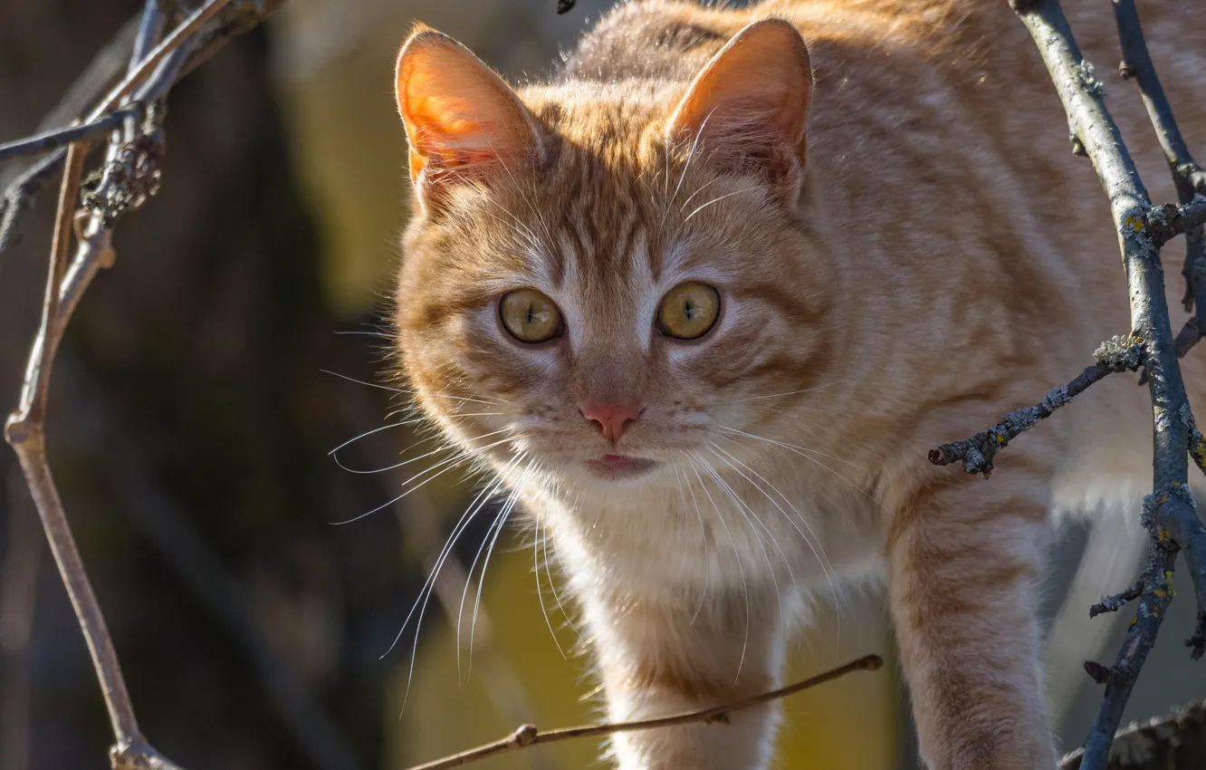 Photo wallpaper cat, cat, look, branches, muzzle, red, cat, Alexey Kurmanci