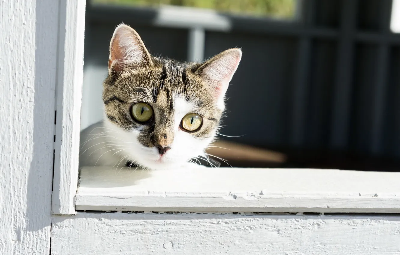 Photo wallpaper cat, cat, look, window