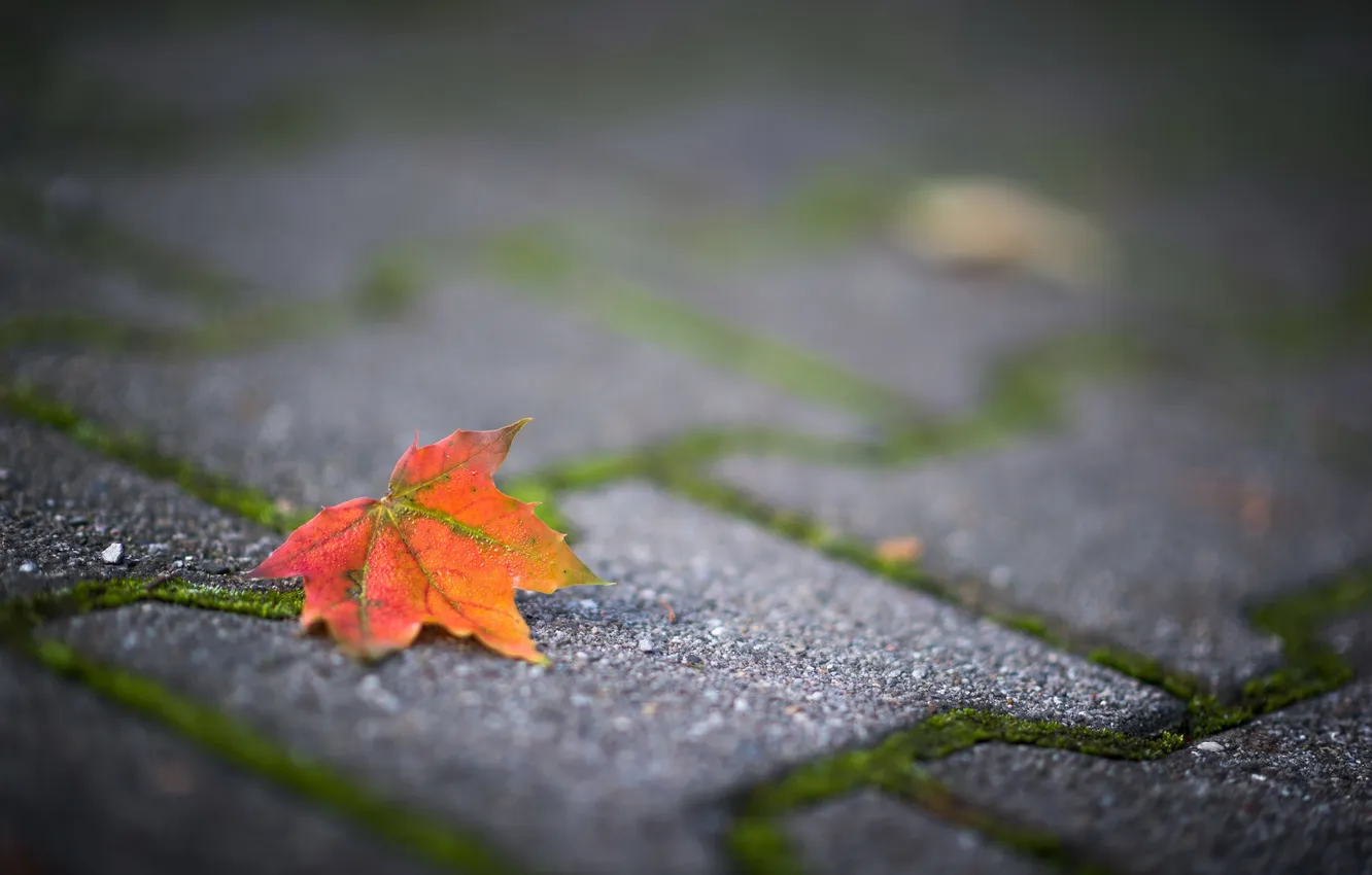 Photo wallpaper autumn, leaves, macro