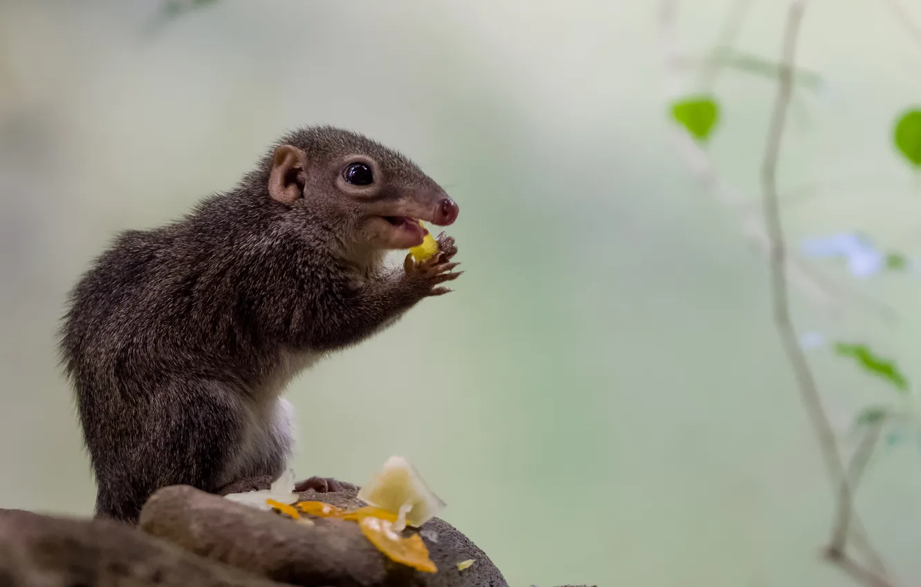 Photo wallpaper nature, background, Malay tree shrew