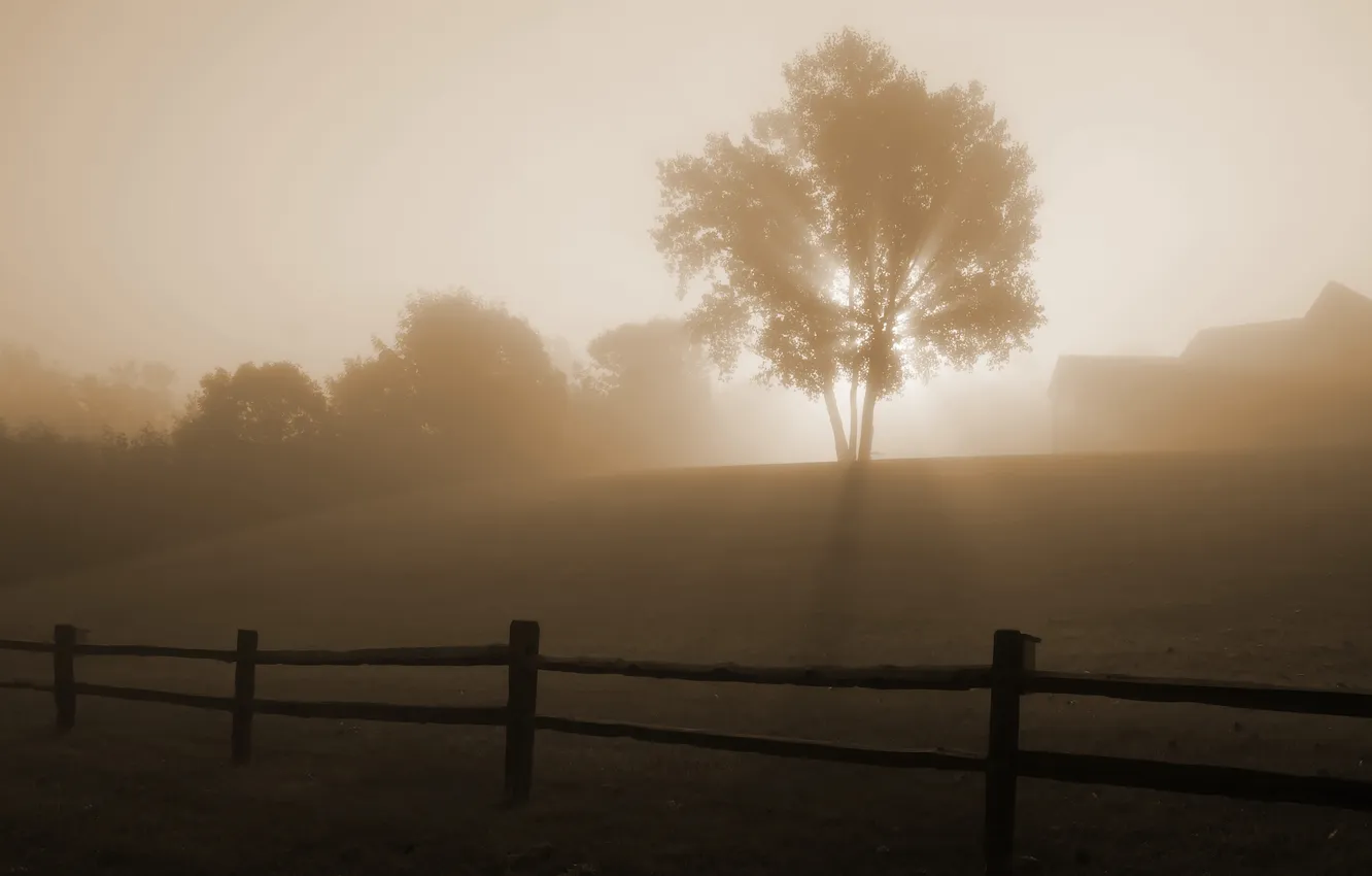 Photo wallpaper fog, tree, dawn, the fence