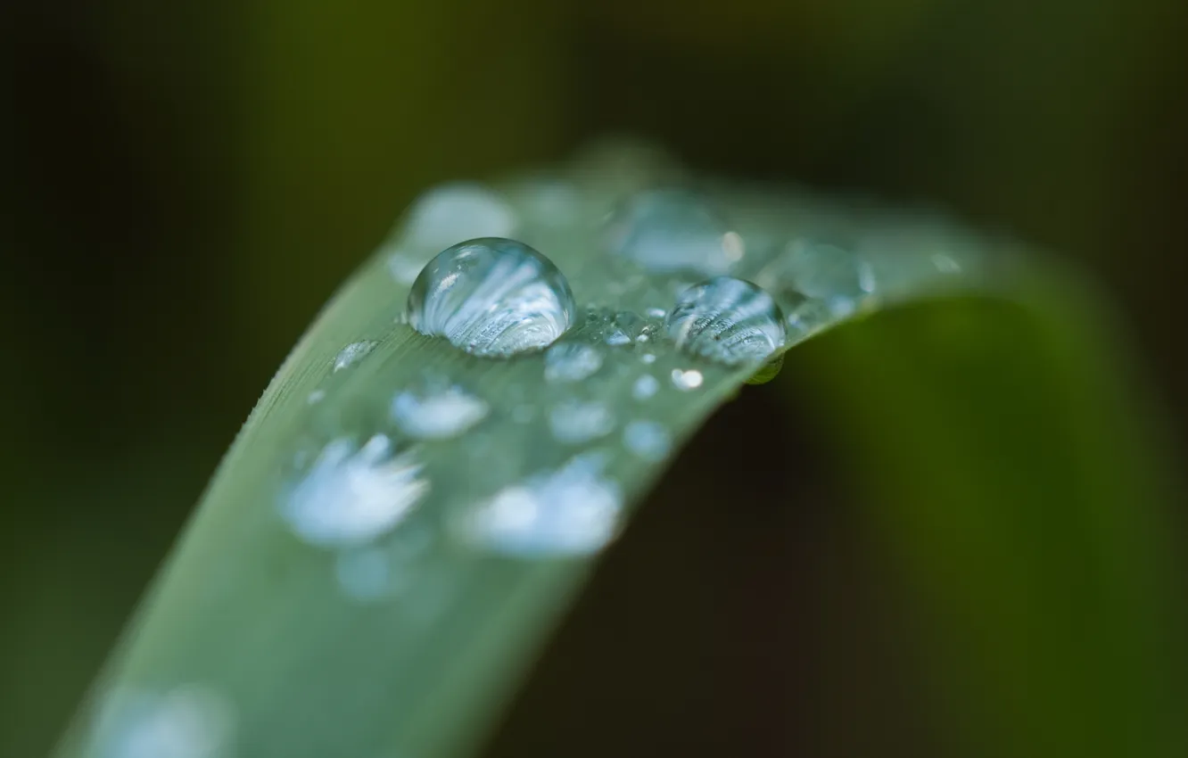 Photo wallpaper grass, drops, macro, green, rain