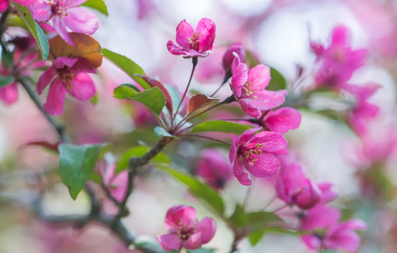 Photo wallpaper pink, branch, spring, Apple