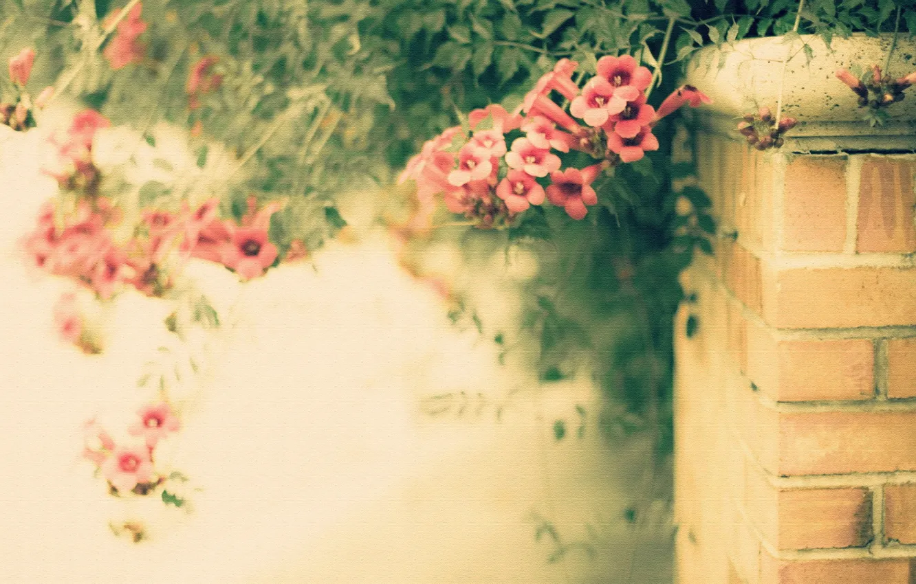 Photo wallpaper flowers, style, background, the fence, texture