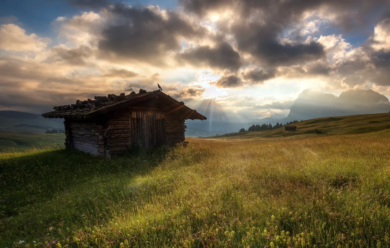 Photo wallpaper field, summer, home