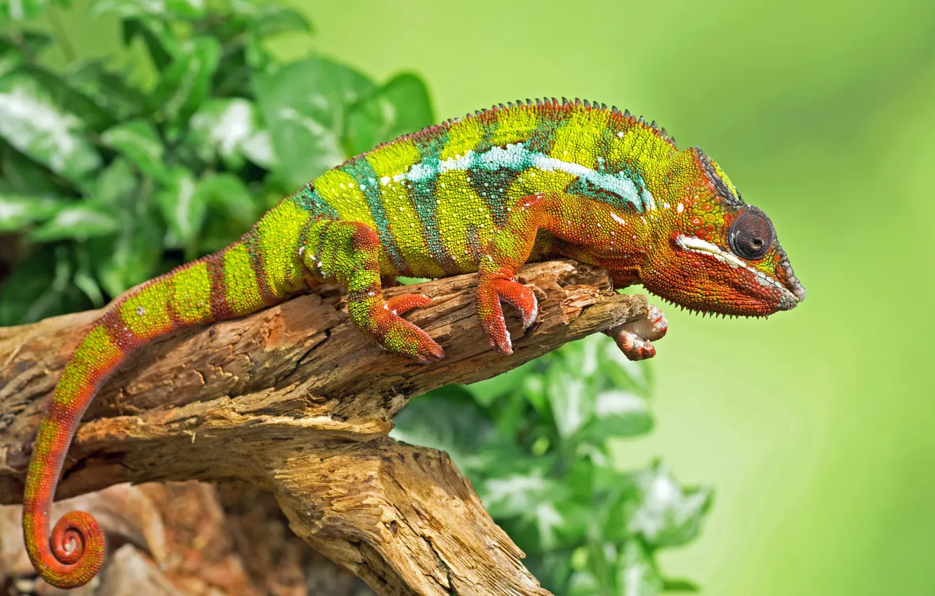 Photo wallpaper leaves, green, chameleon, background, reptile, bitch
