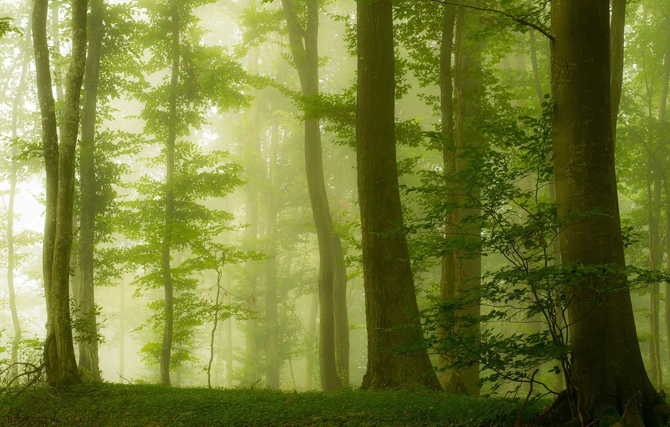 Photo wallpaper forest, trees, fog, Croatia, greens, summer, morning