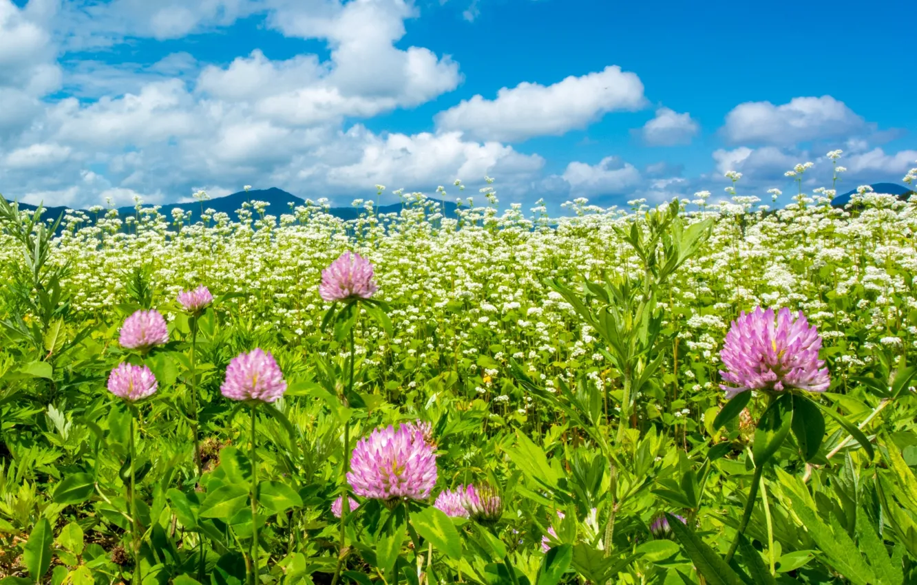 Photo wallpaper summer, the sky, meadow, clover